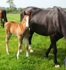 Warmblood Foals For Sale